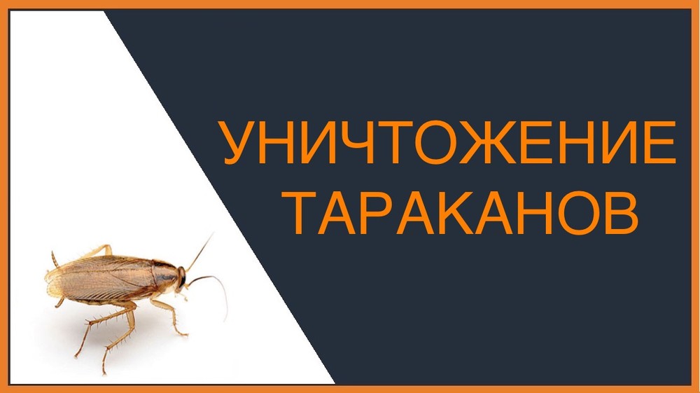 Уничтожение тараканов в Подольске